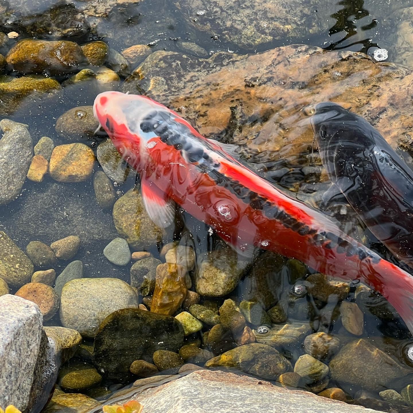 Koi beneath lily pads