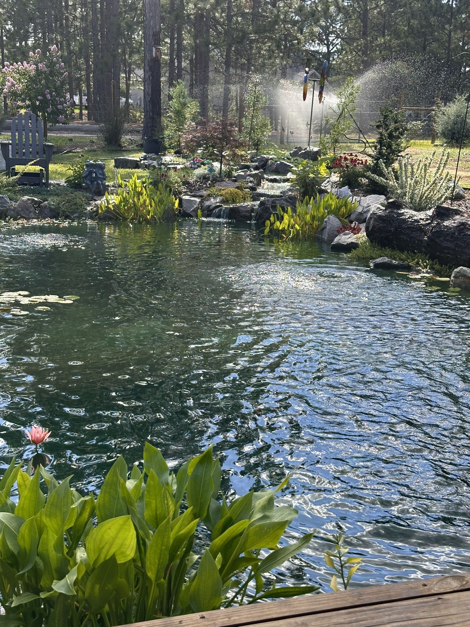 Lush planted ecosystem pond